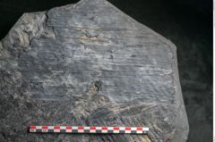 Foto (Detailansicht) von Sigillaria subrotunda Brongniart (NHMW-GEO-2024-0188-11235)